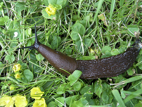 Spanish slug